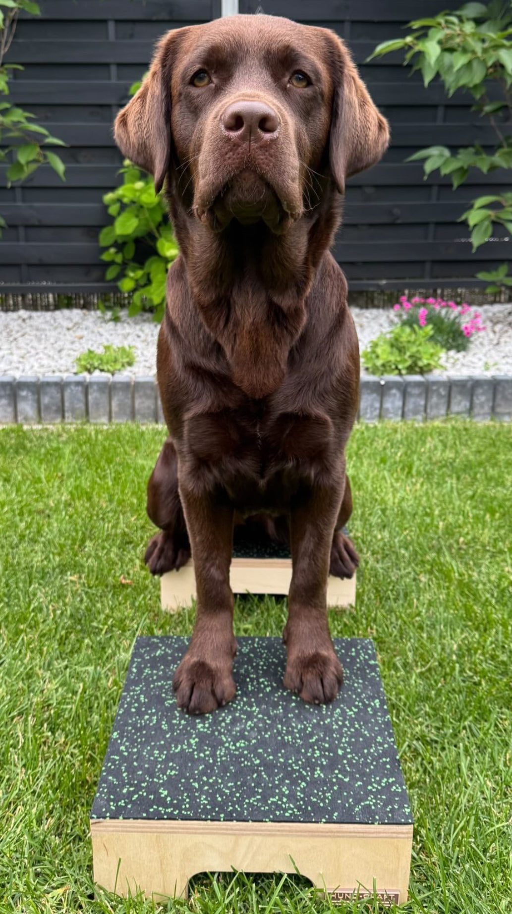 Hund Step & Train - drewniany podest treningowy dla psa