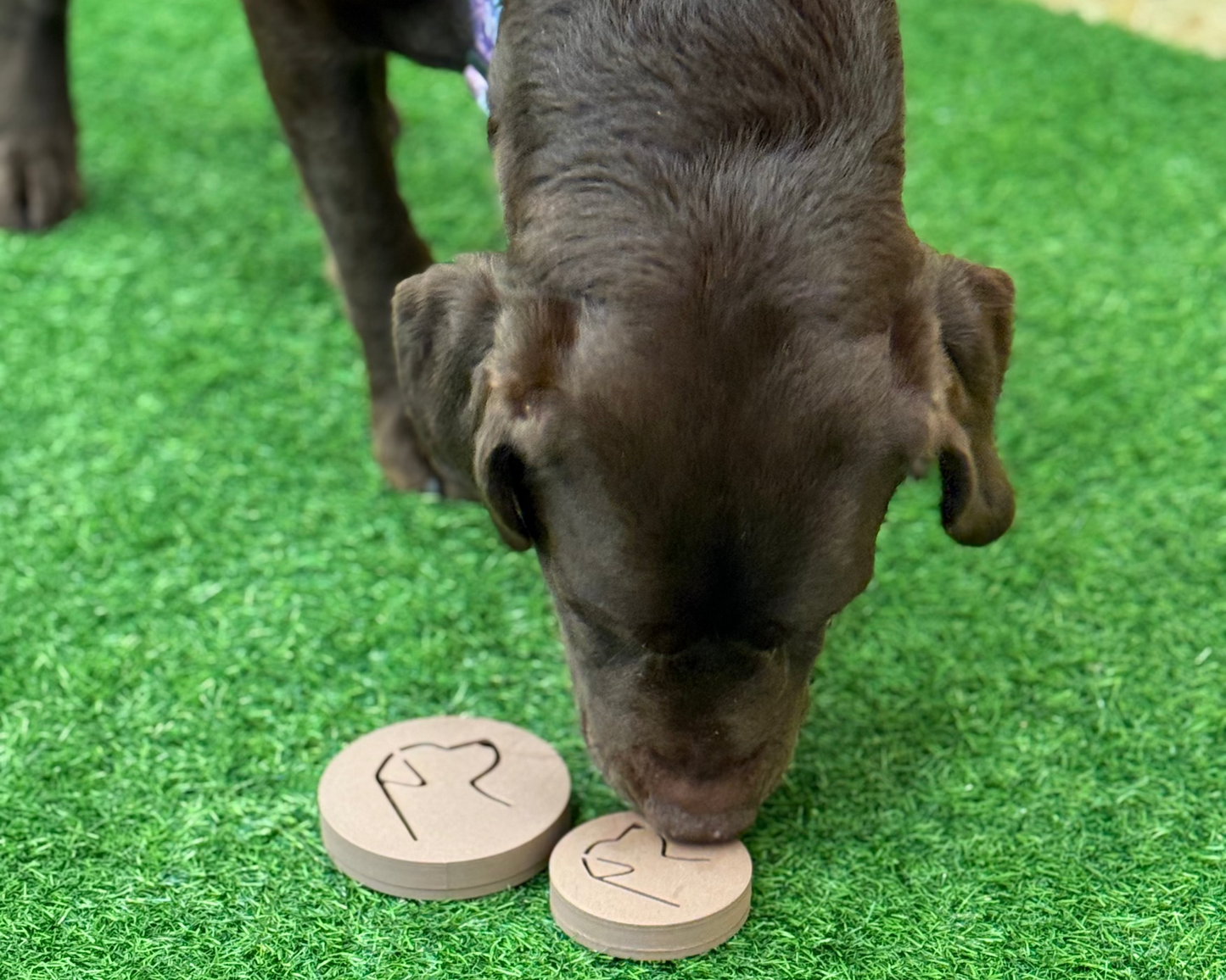 Hund Magnet Box – magnetyczny pojemnik na zapachy dla psa