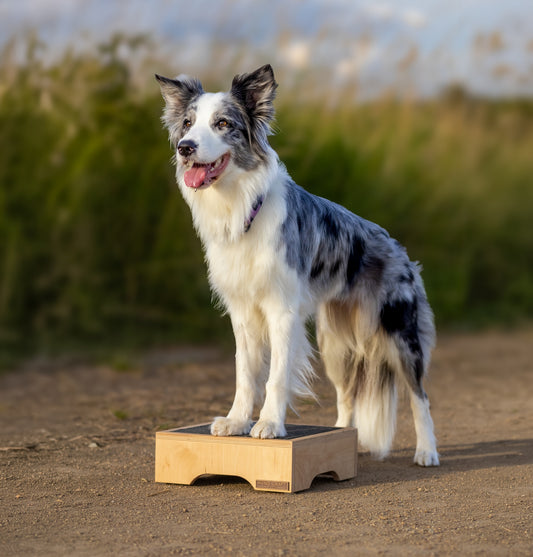 Hund Step & Train – Trainingspodest aus Holz für Hunde